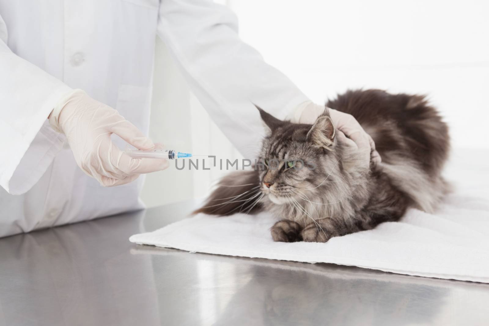 Vet doing injection at a maine coon  by Wavebreakmedia