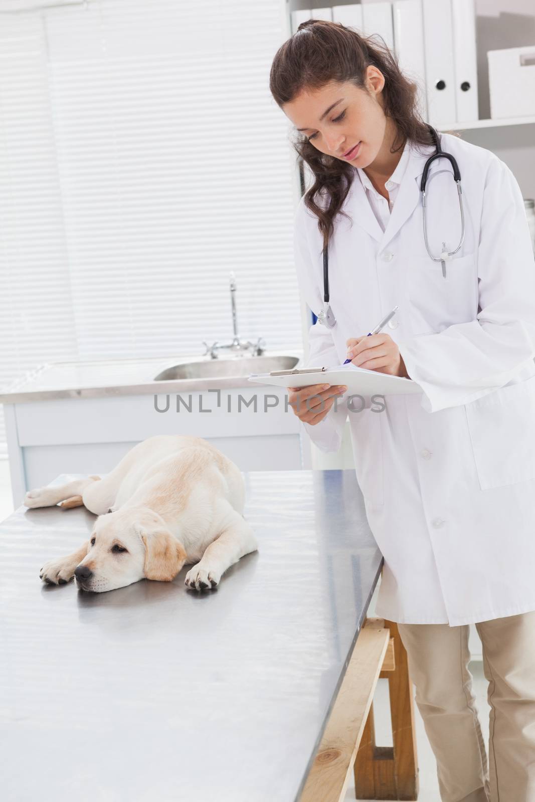 Vet examining a dog and writing on clipboard by Wavebreakmedia