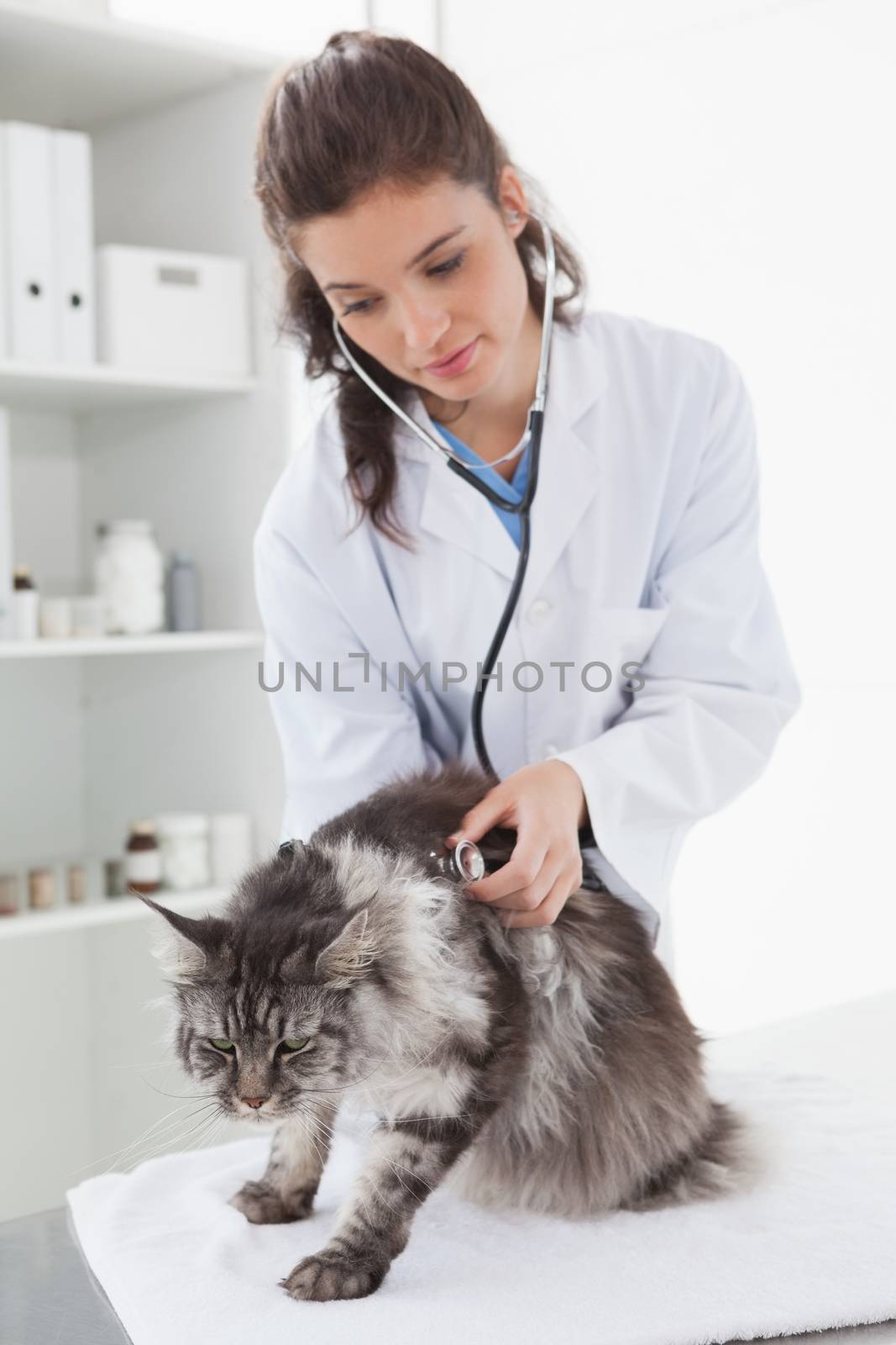 Vet examining a maine coon with stethoscope in medical office