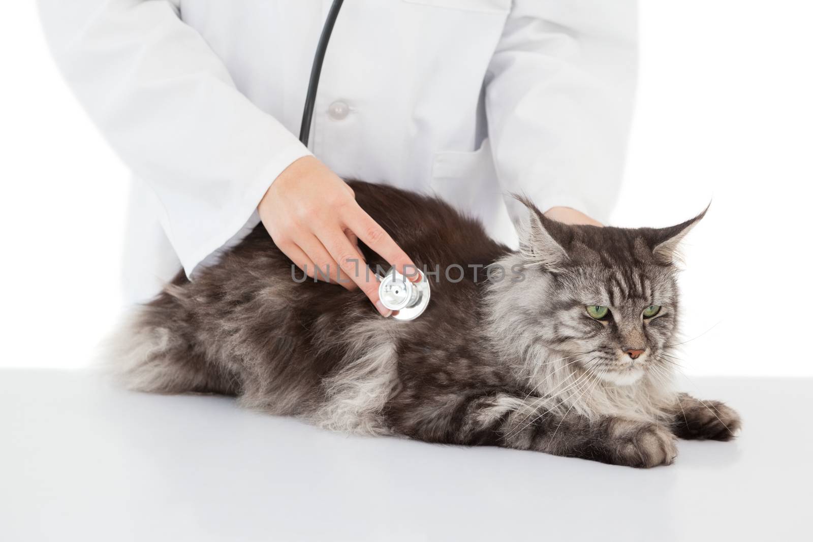 Vet examining a cat with stethoscope on white background