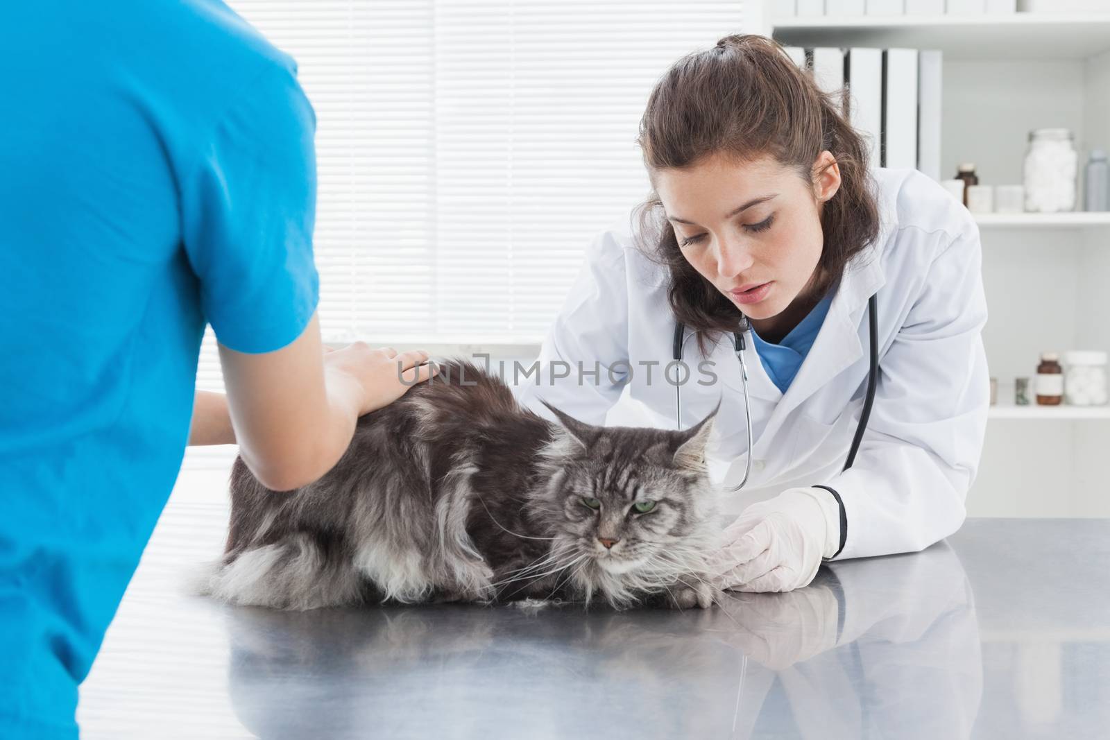 Vet examining a cat with its owner in medical office 