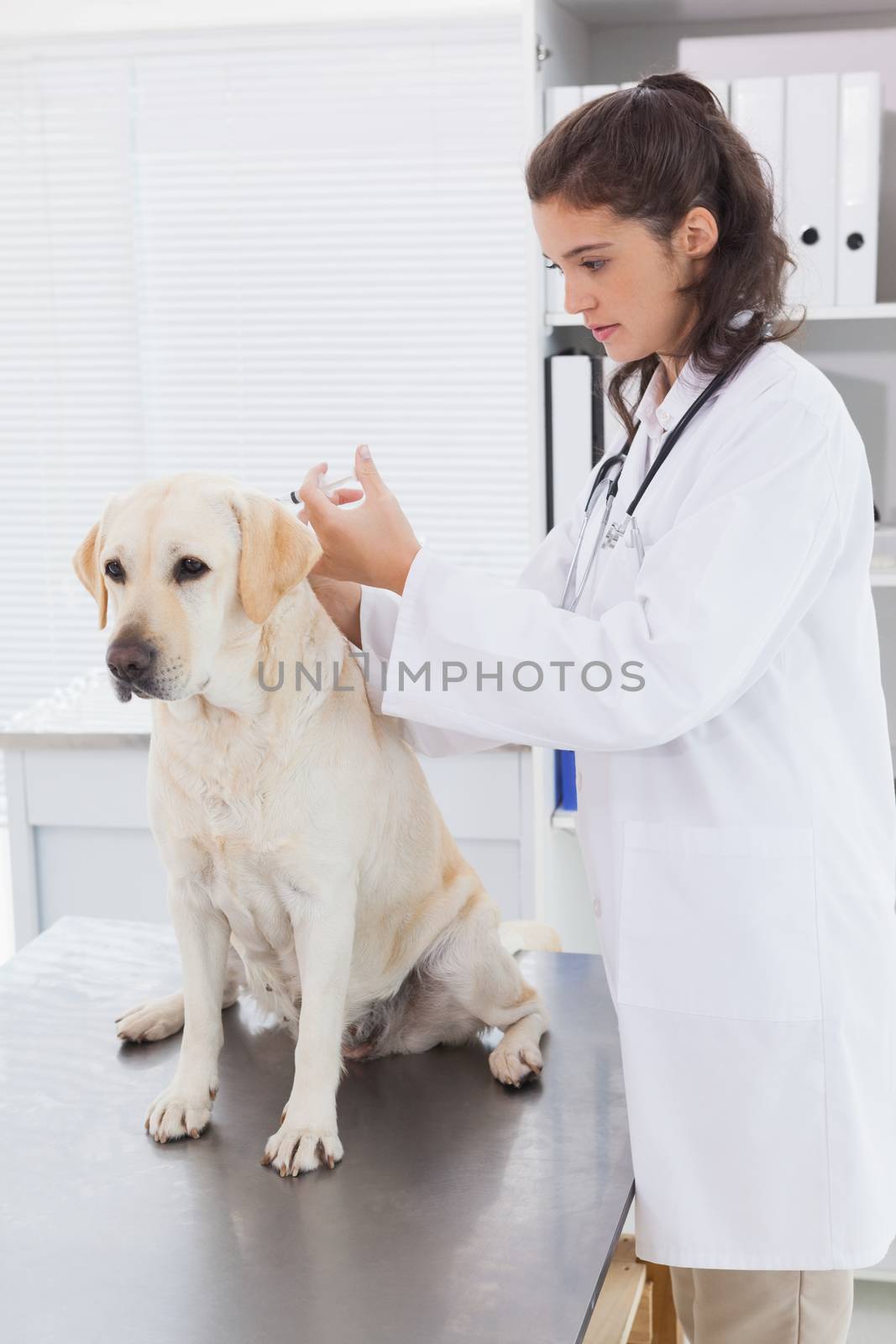 Veterinarian doing injection at a cute dog by Wavebreakmedia