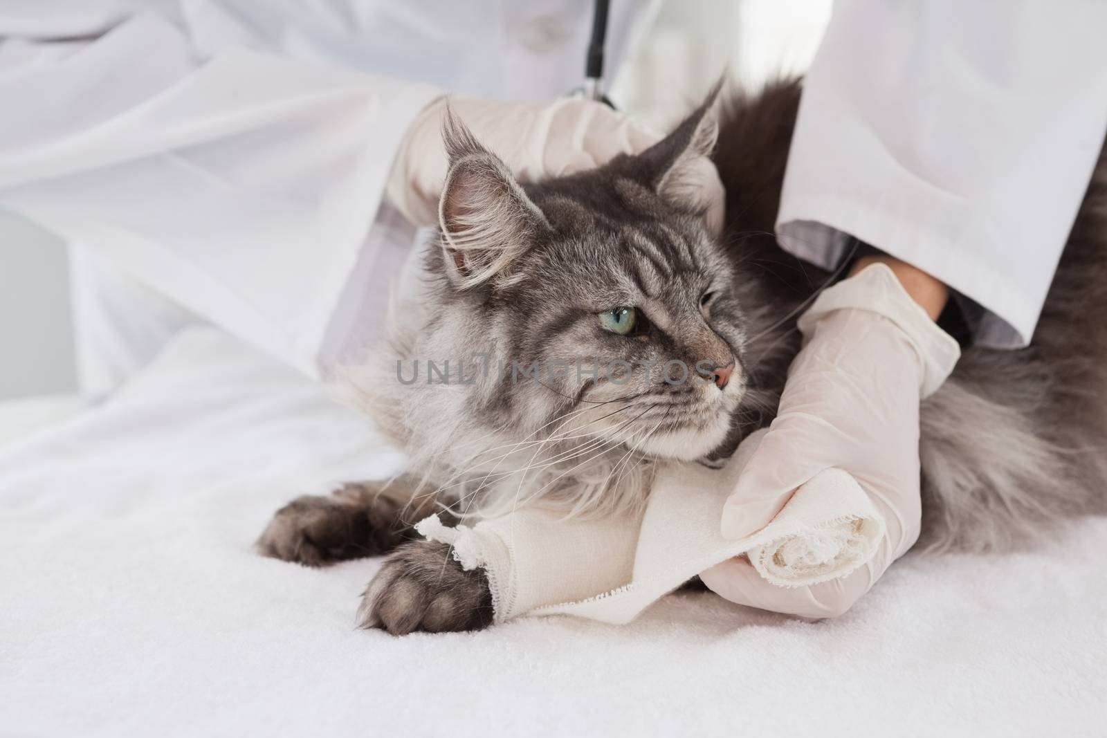 Vet doing bandage at grey cat  by Wavebreakmedia