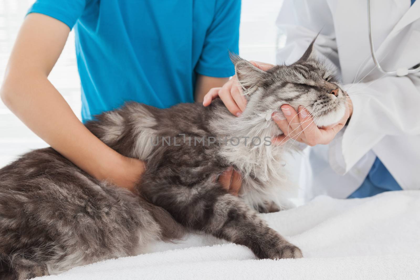 Vet examining a cute cat with its owner  by Wavebreakmedia
