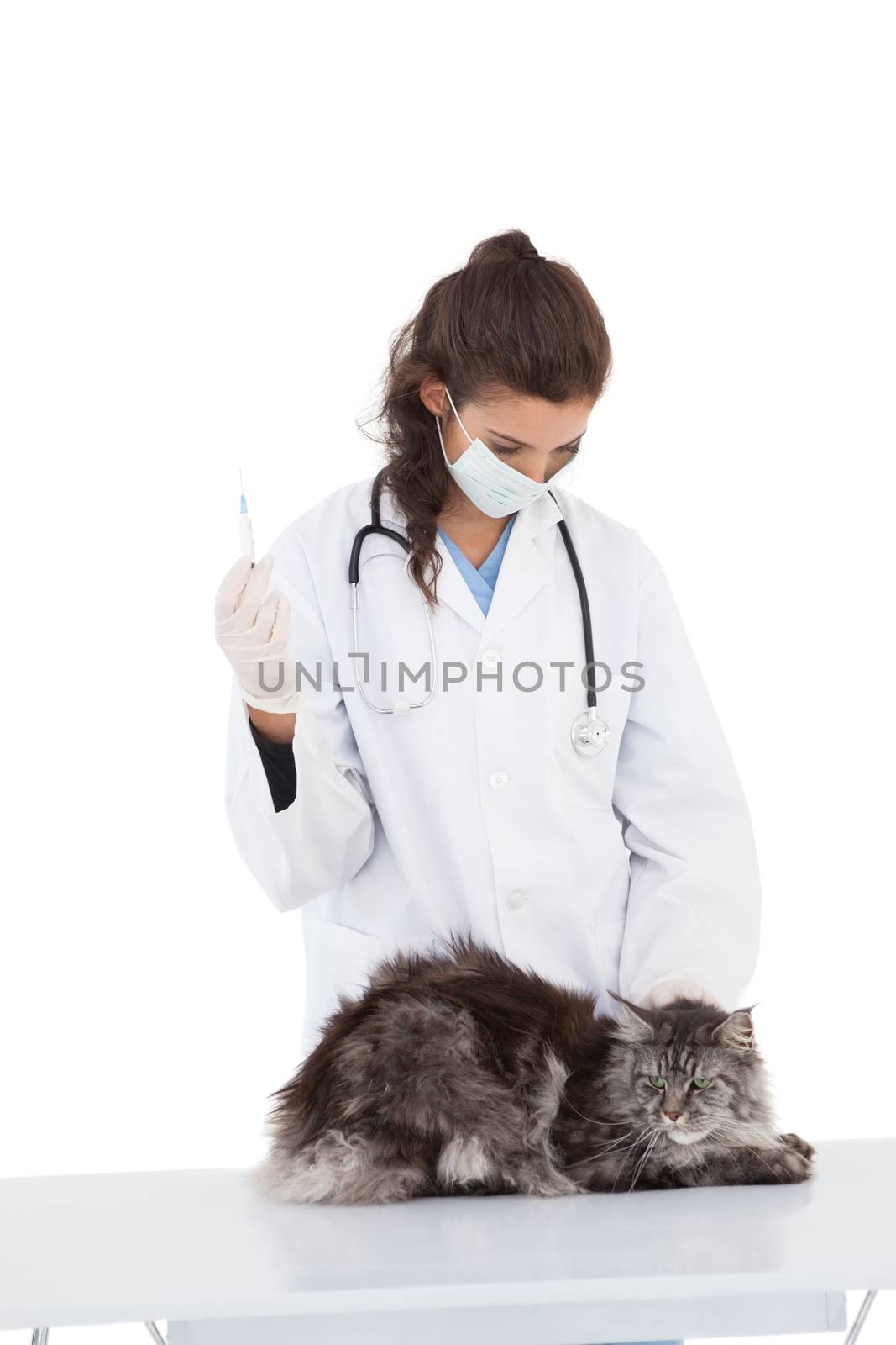 Vet examining a maine coon on white background