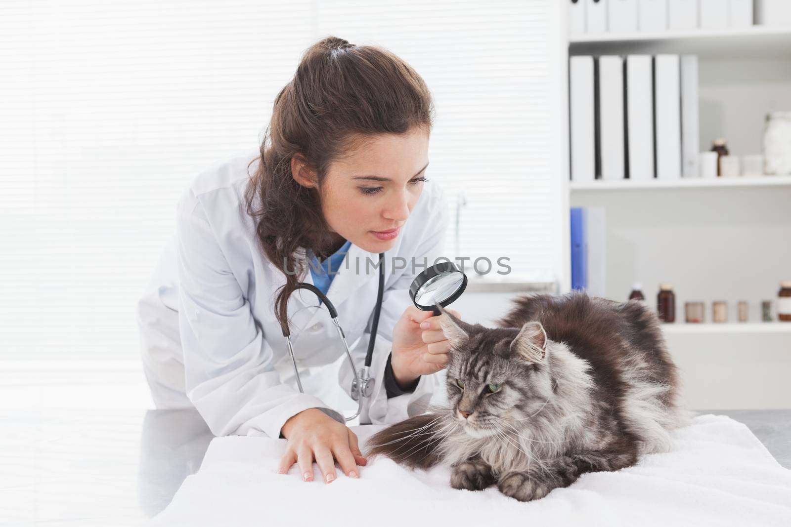 Vet examining a cat with magnifying glass in medical office