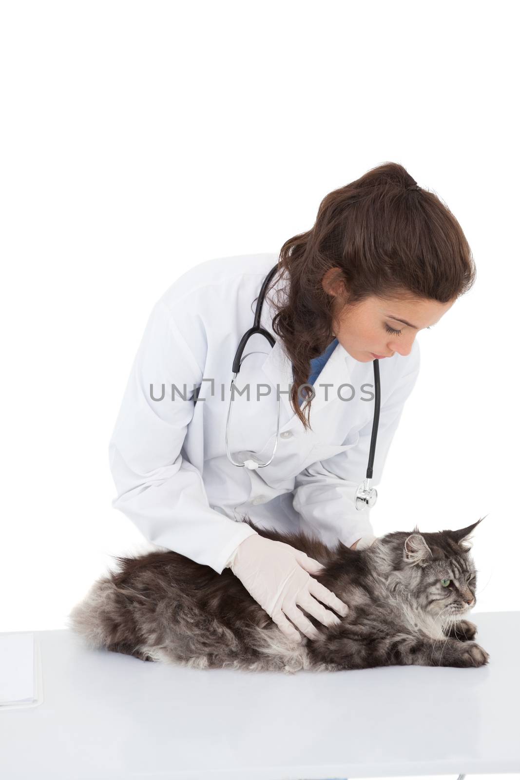 Vet examining a maine coon on white background