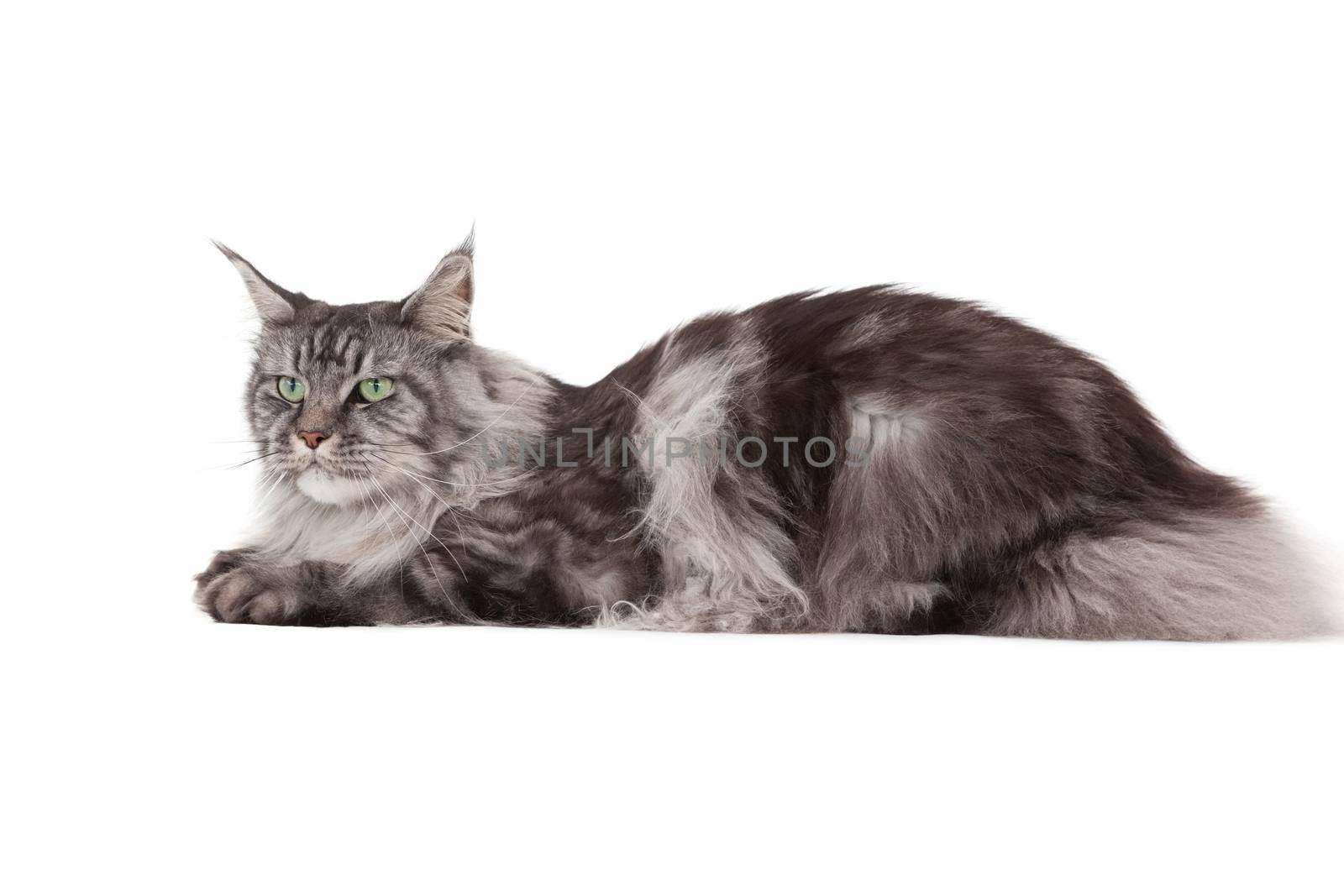 Cute maine coon lying alone on white background
