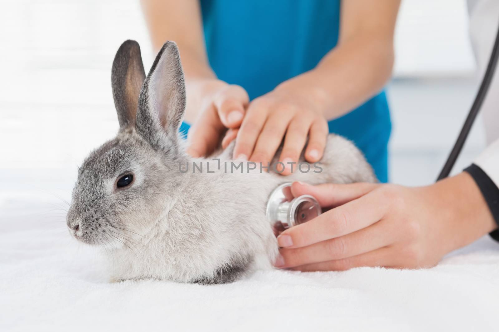 Vet examining a bunny with its owner  by Wavebreakmedia