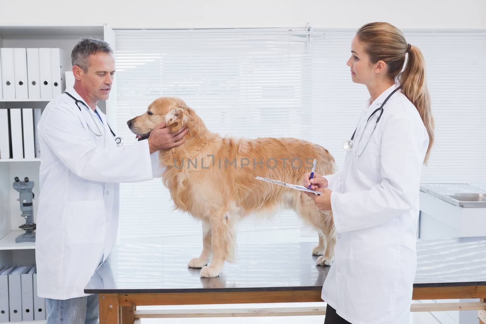 Doctors checking up on a labrador in a vets office