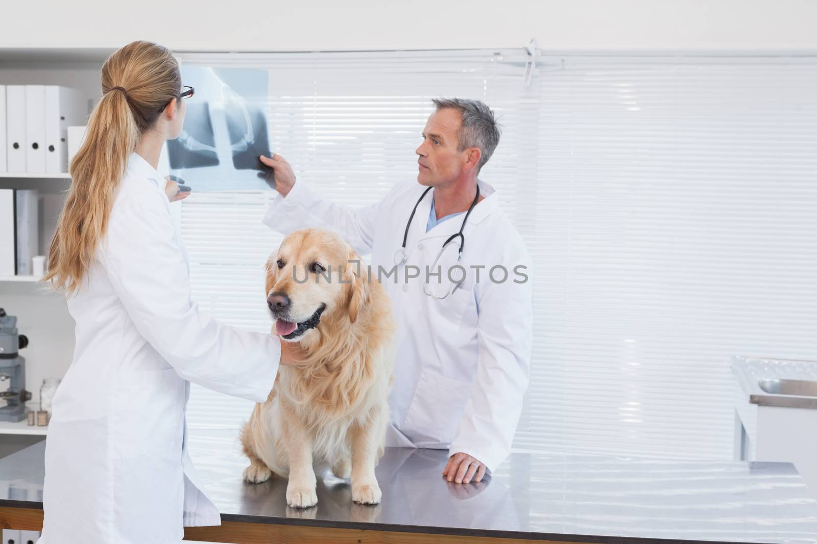 Doctors checking up on a labrador by Wavebreakmedia