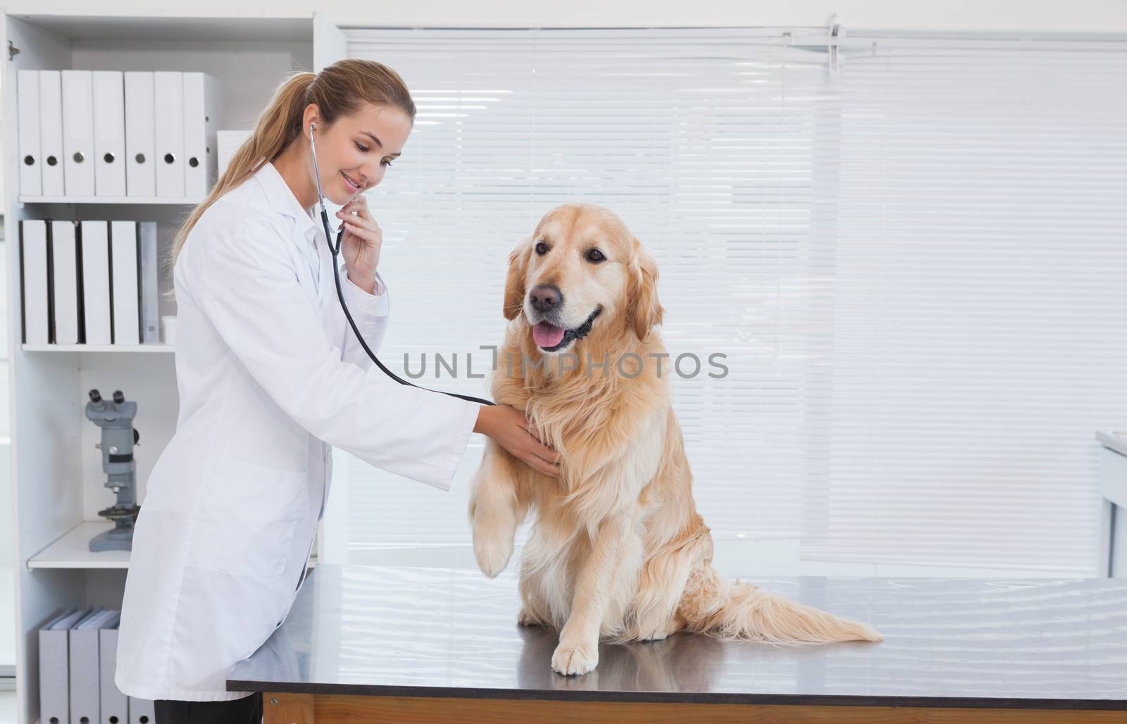Happy vet giving a labrador a check up in her office