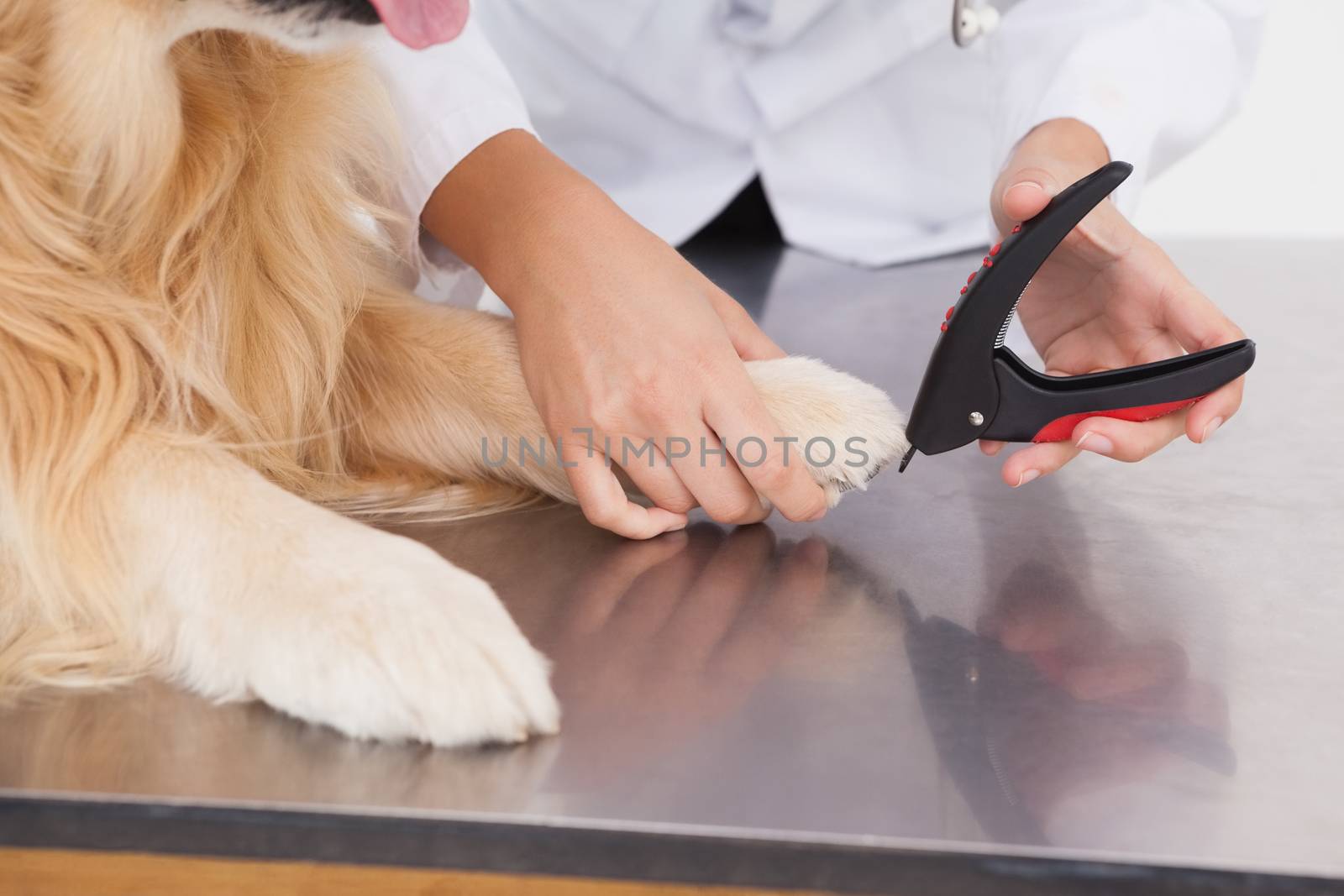 Vet clipping a labradors nails on white background
