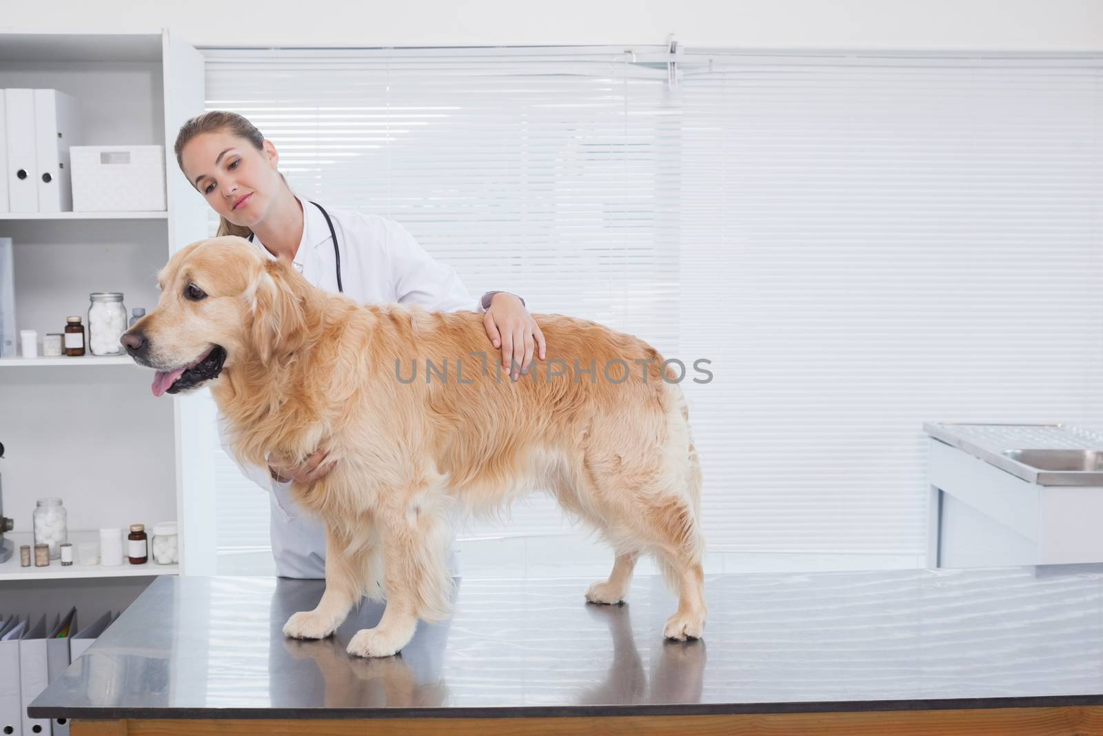 Smiling vet examining a Labrador in her office