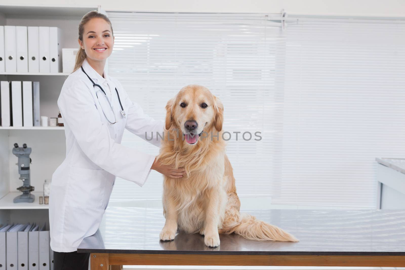 Happy vet giving a labrador a check up in her office