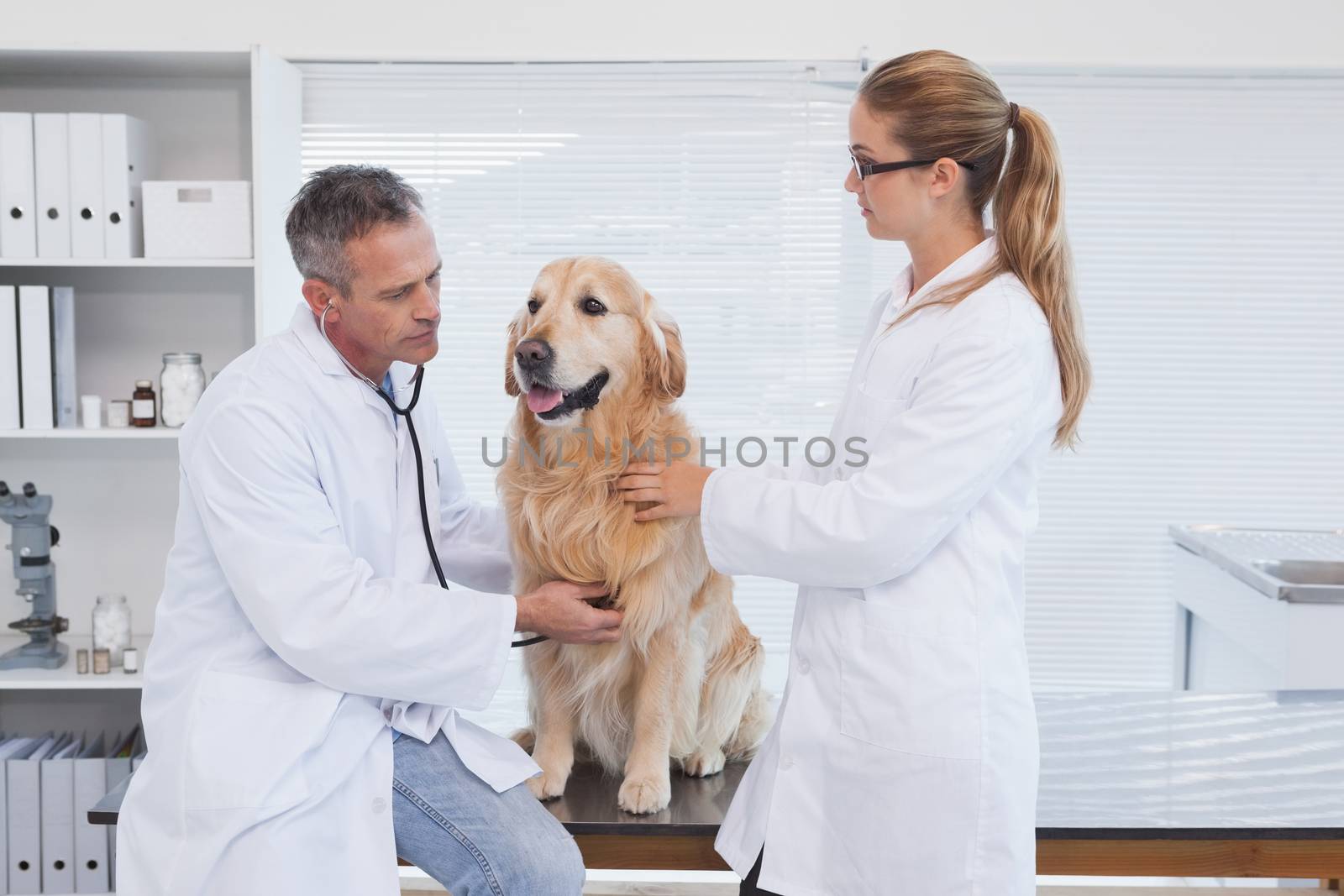 Doctors checking up on a labrador by Wavebreakmedia