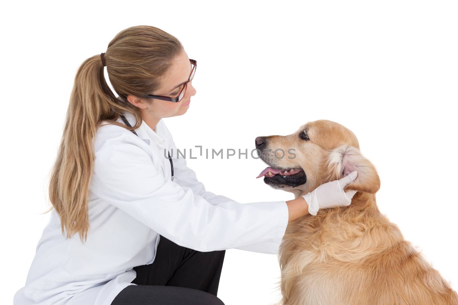 Vet checking on a labrador on white background