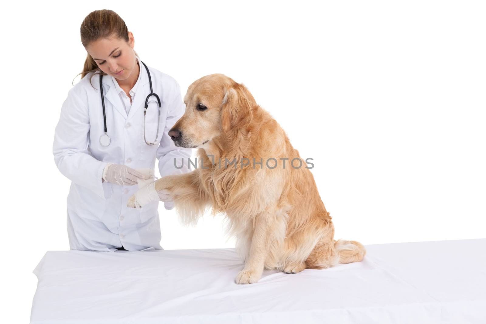 Vet checking a labradors on a white background
