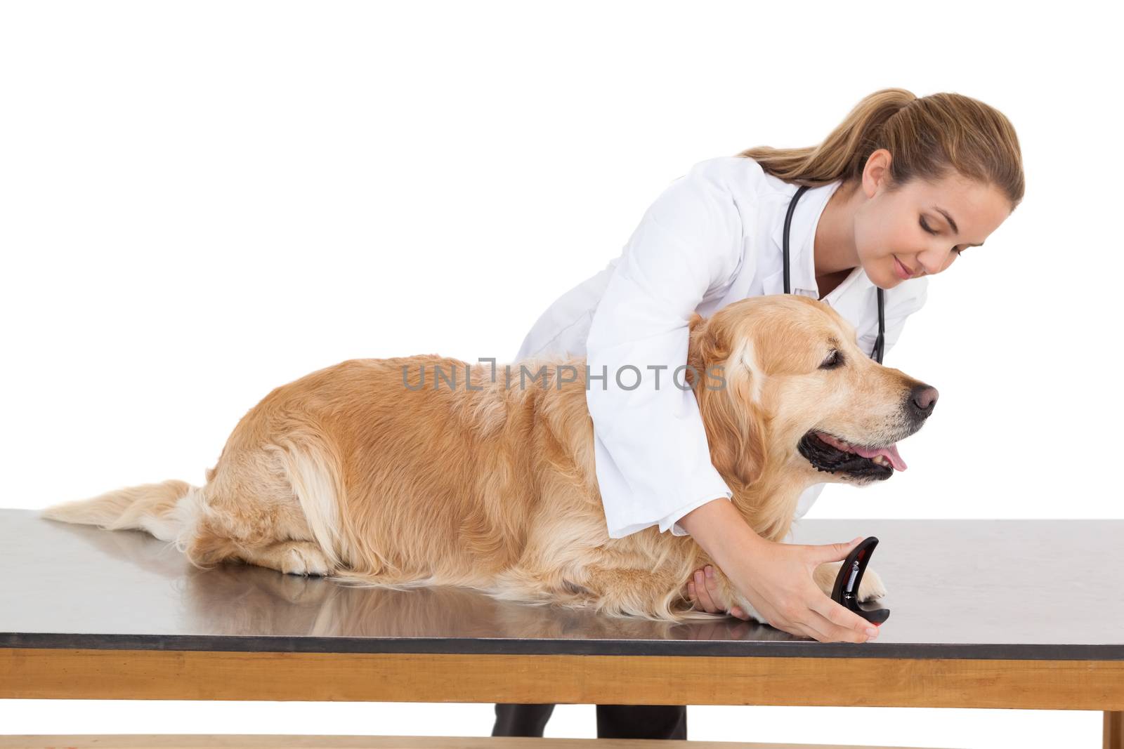 Vet clipping a labradors nails on white background