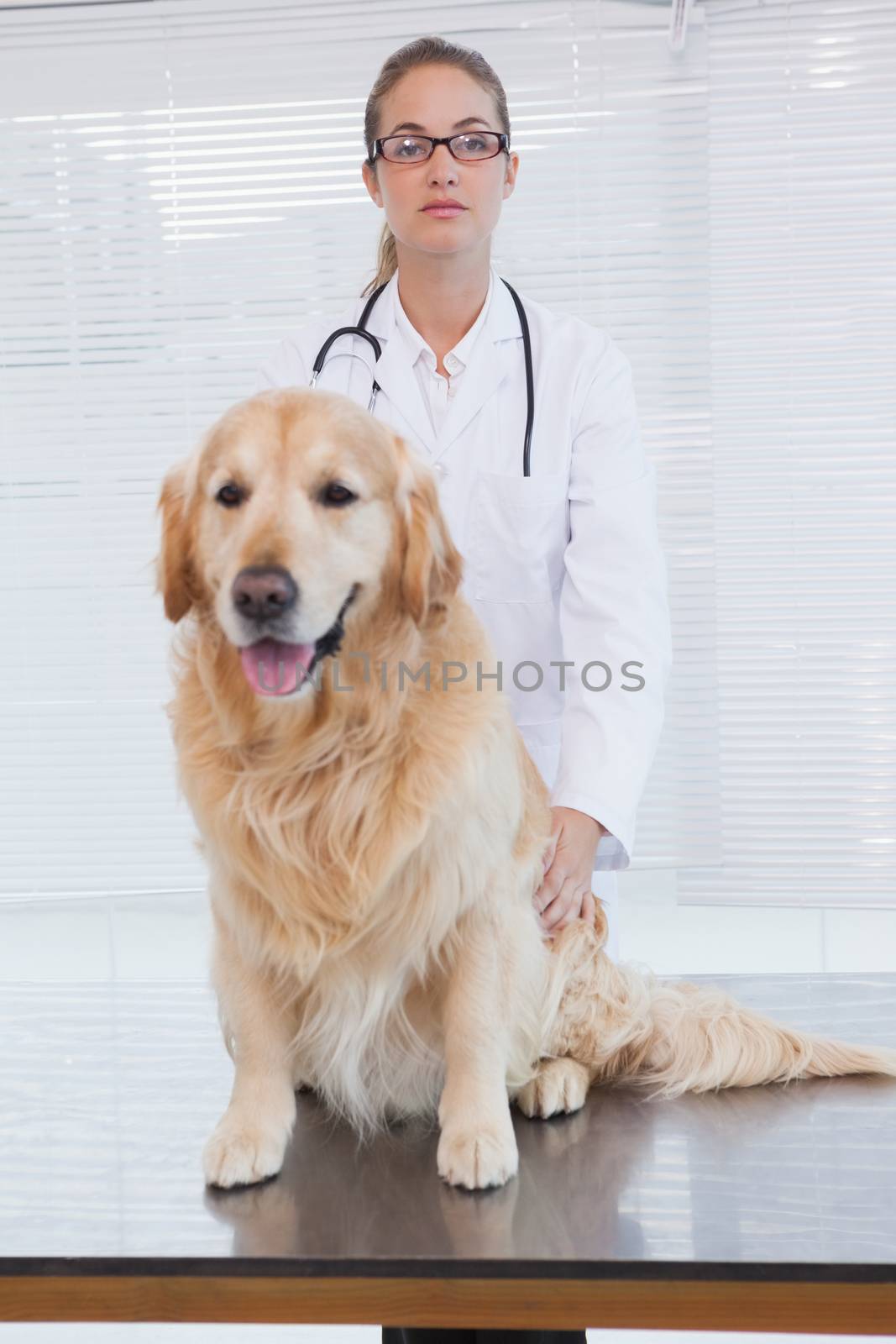 Serious vet about to examine a labrador in her office