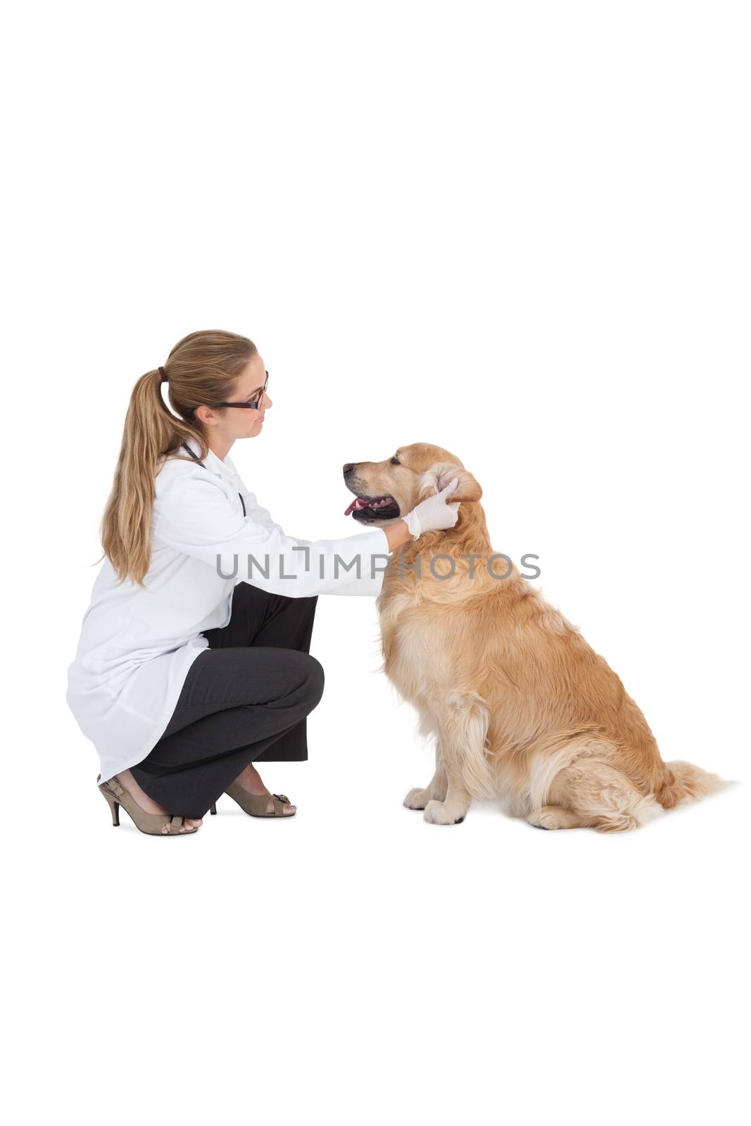 Vet checking on a labrador on white background