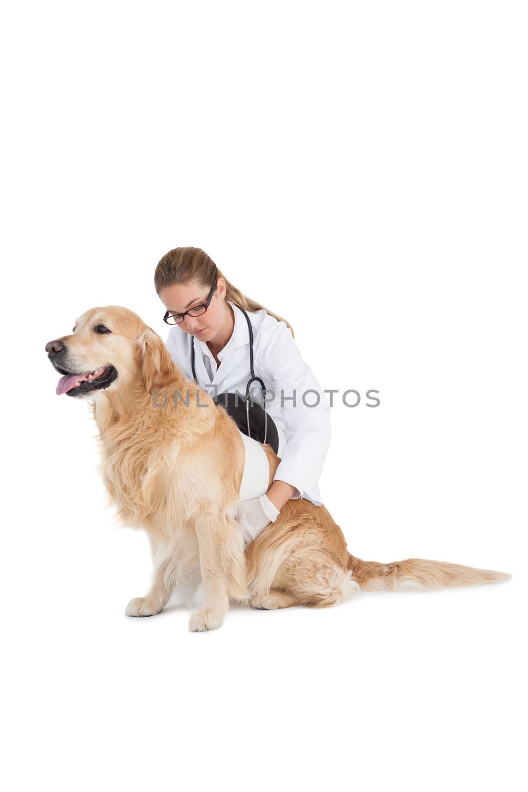Smiling vet with a labrador on a white background