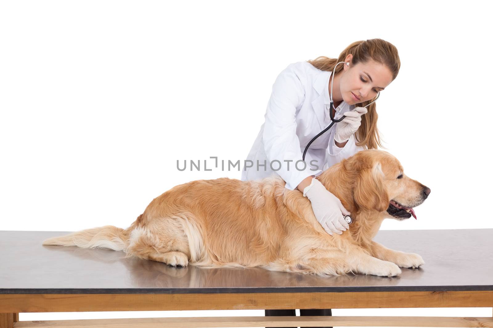 Vet checking a labradors heartbeat on white background