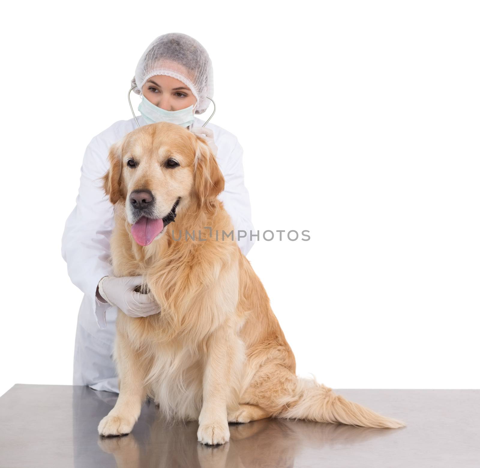 Vet getting ready for surgery with a labrador