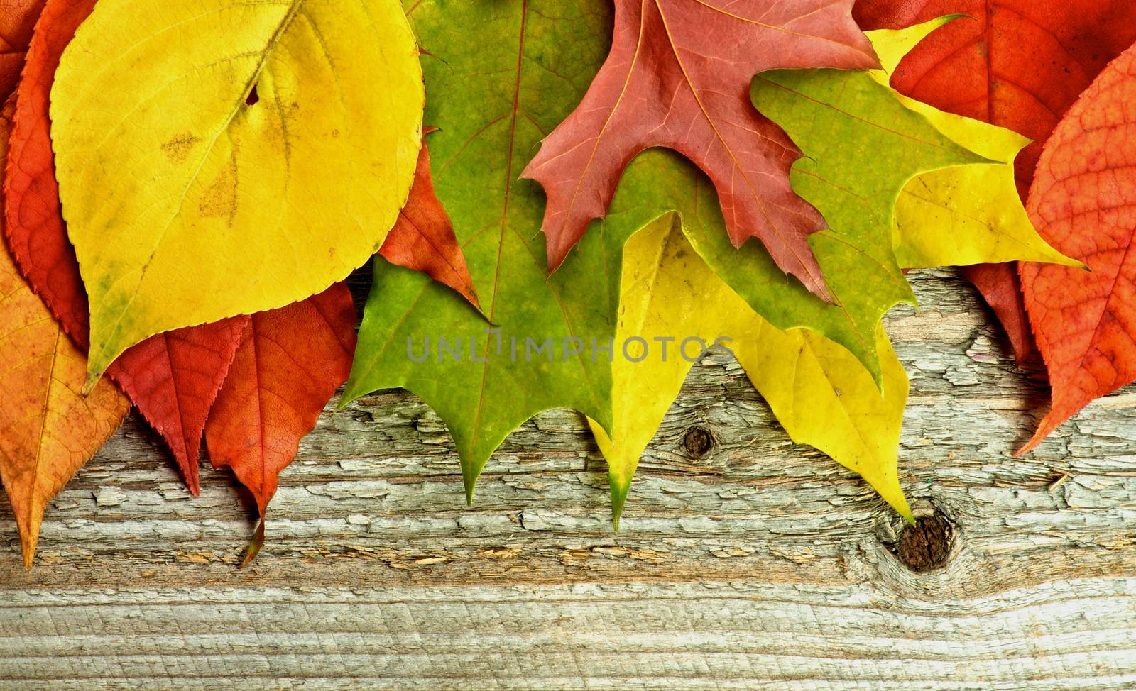 Horizontal Frame of Variegated Autumn Leafs isolated on Rustic Wooden background