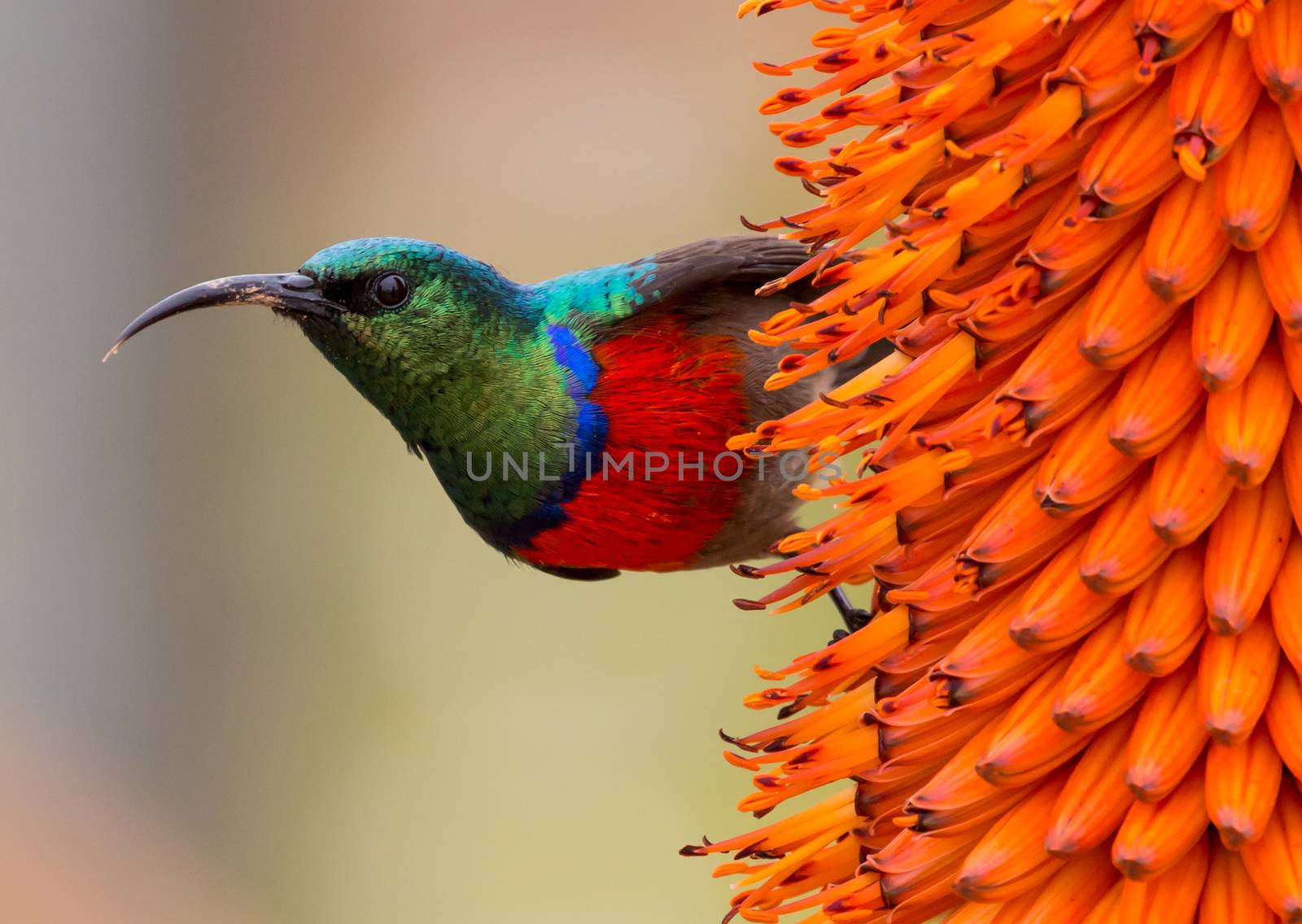 Southern Double-Collared Sunbird by fouroaks