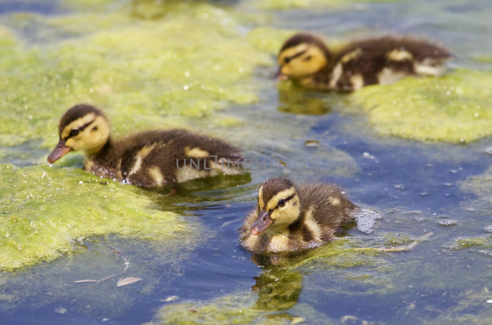Three cute young ducks together