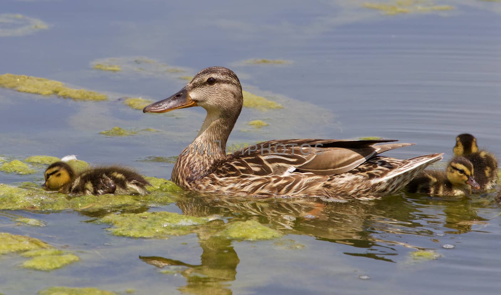 The duck and three chicks are swimming