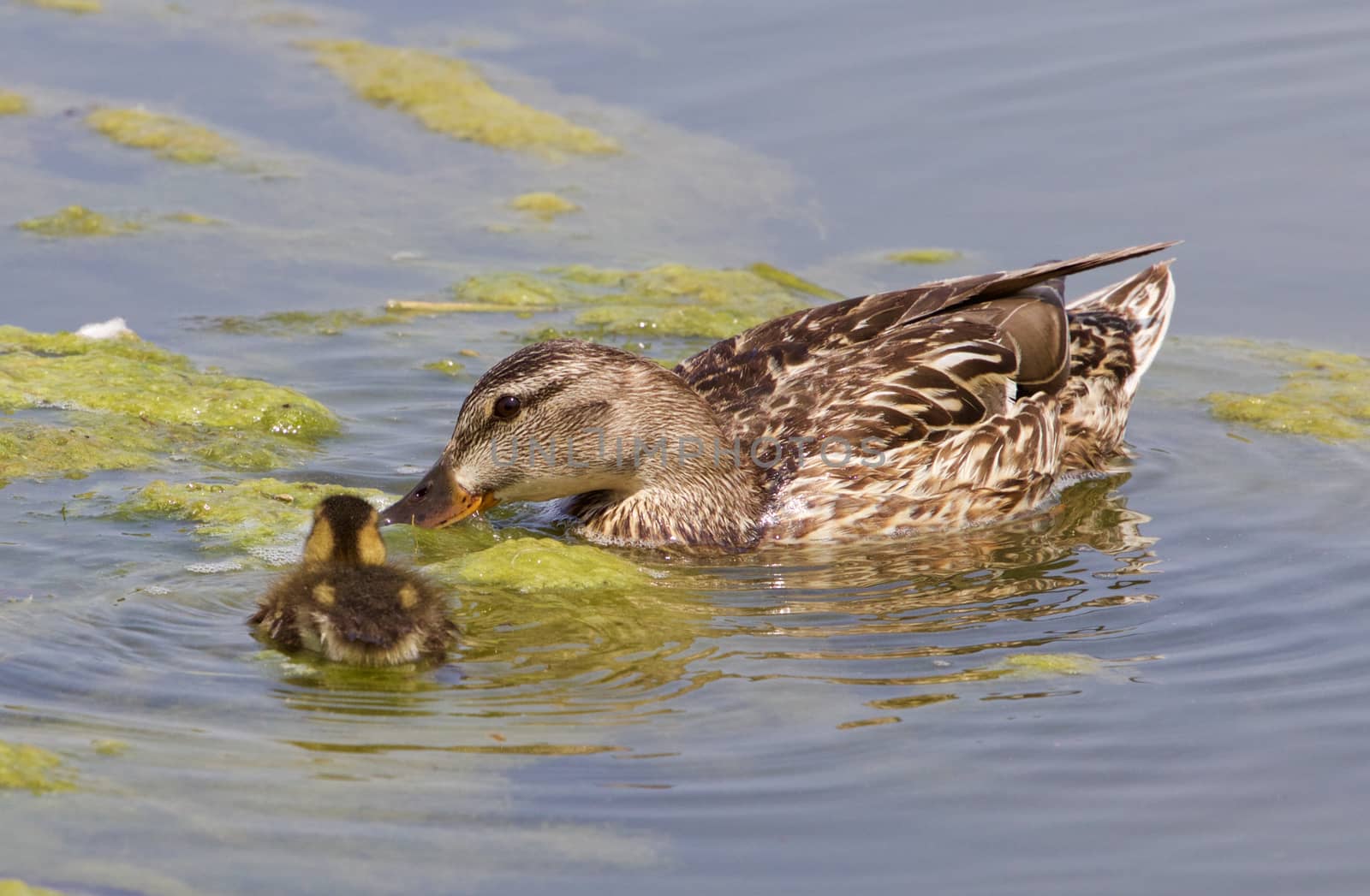 The mother-duck and her chick together