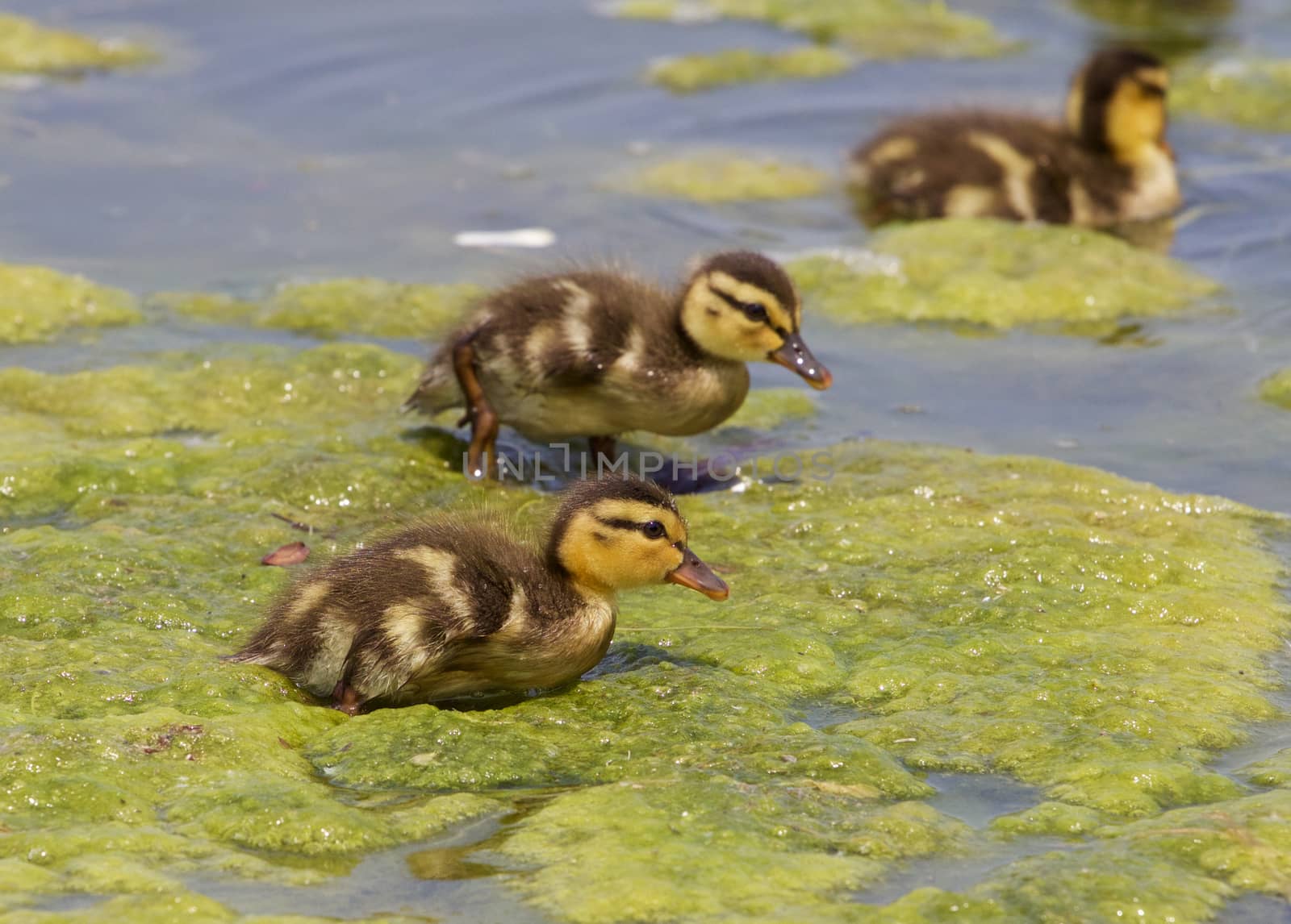 Young chicks of the mallards are going through the algae