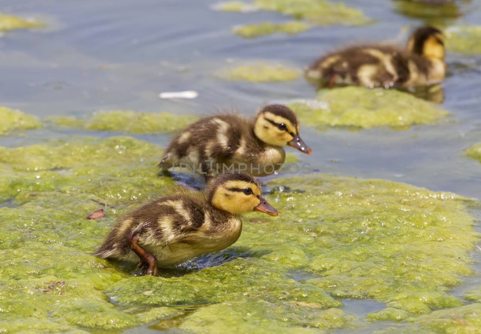Funny cute chicks of the mallards on the algae