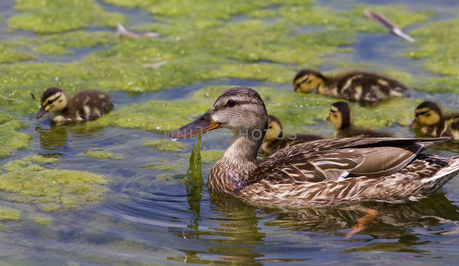 The beautiful family of the young ducks by teo