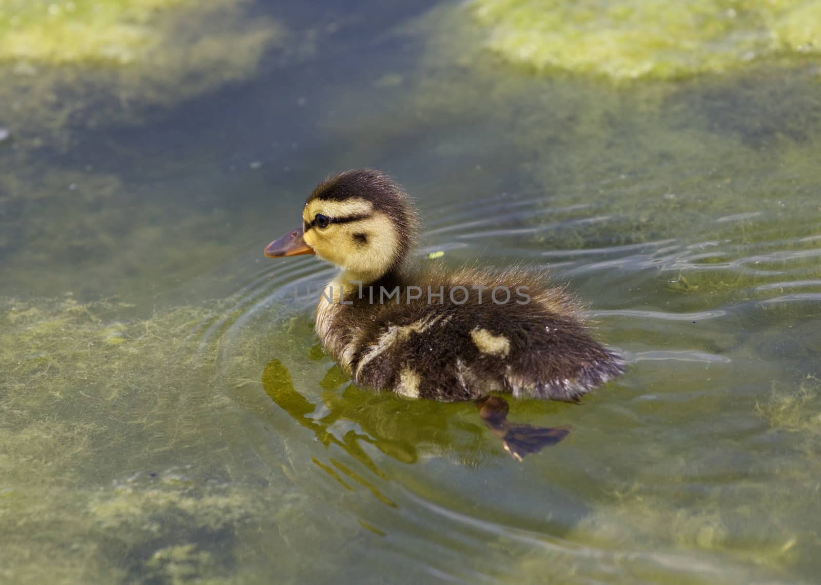 Cuttie of the ducks by teo