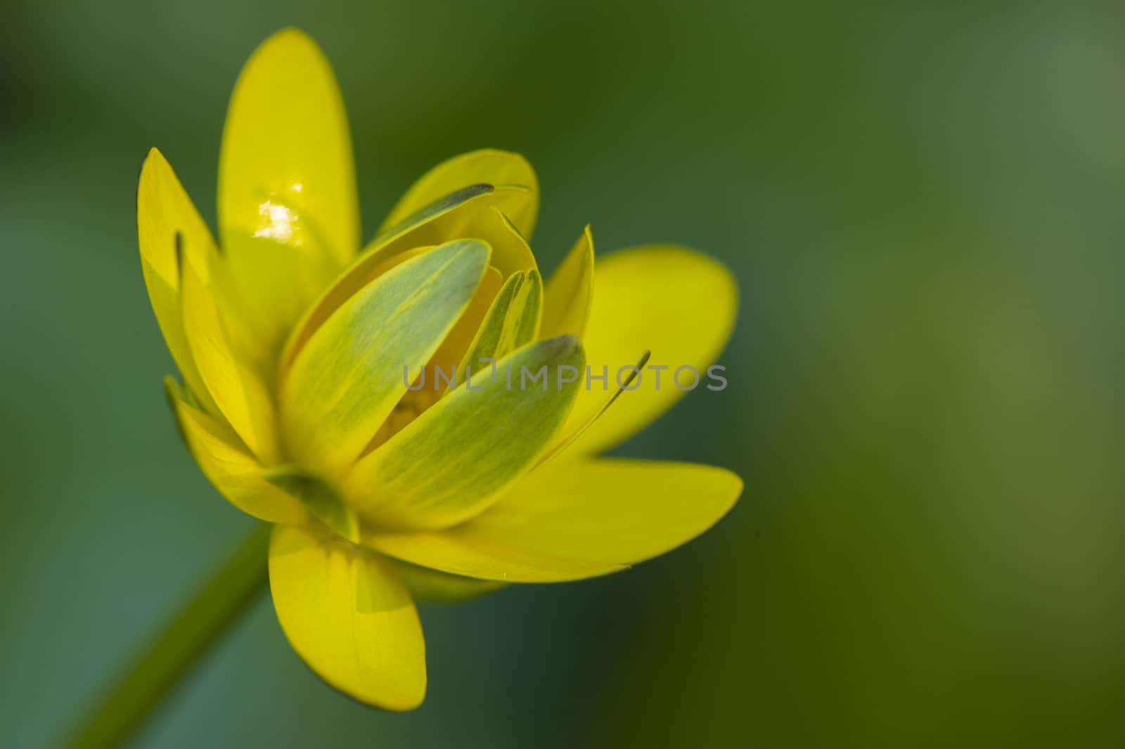 Small yellow flowers of tropical plant in full bloom