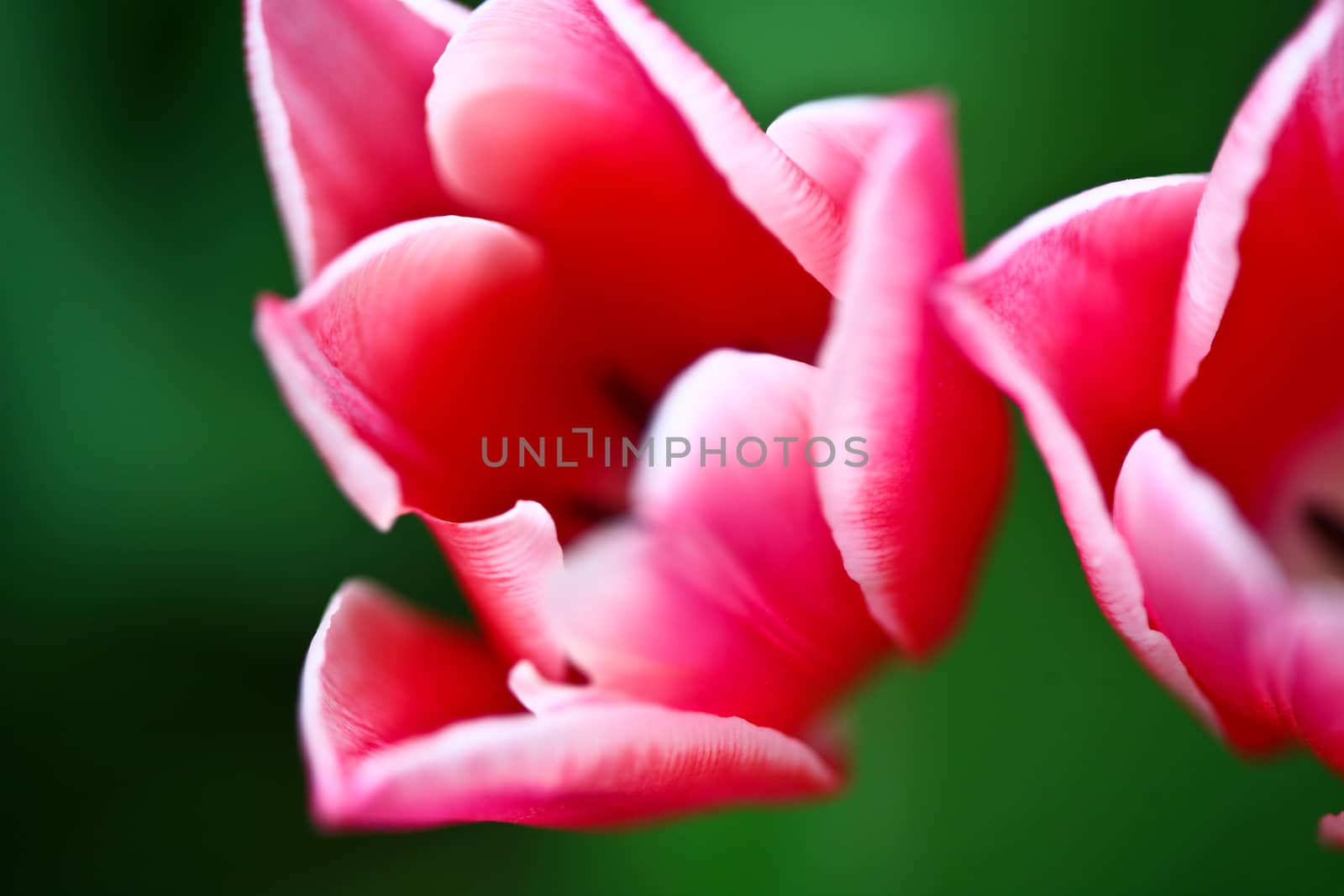 Tulips in a garden