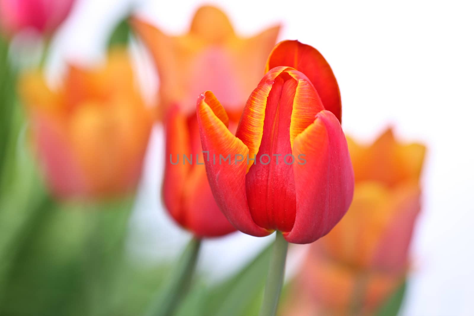Tulips in a garden