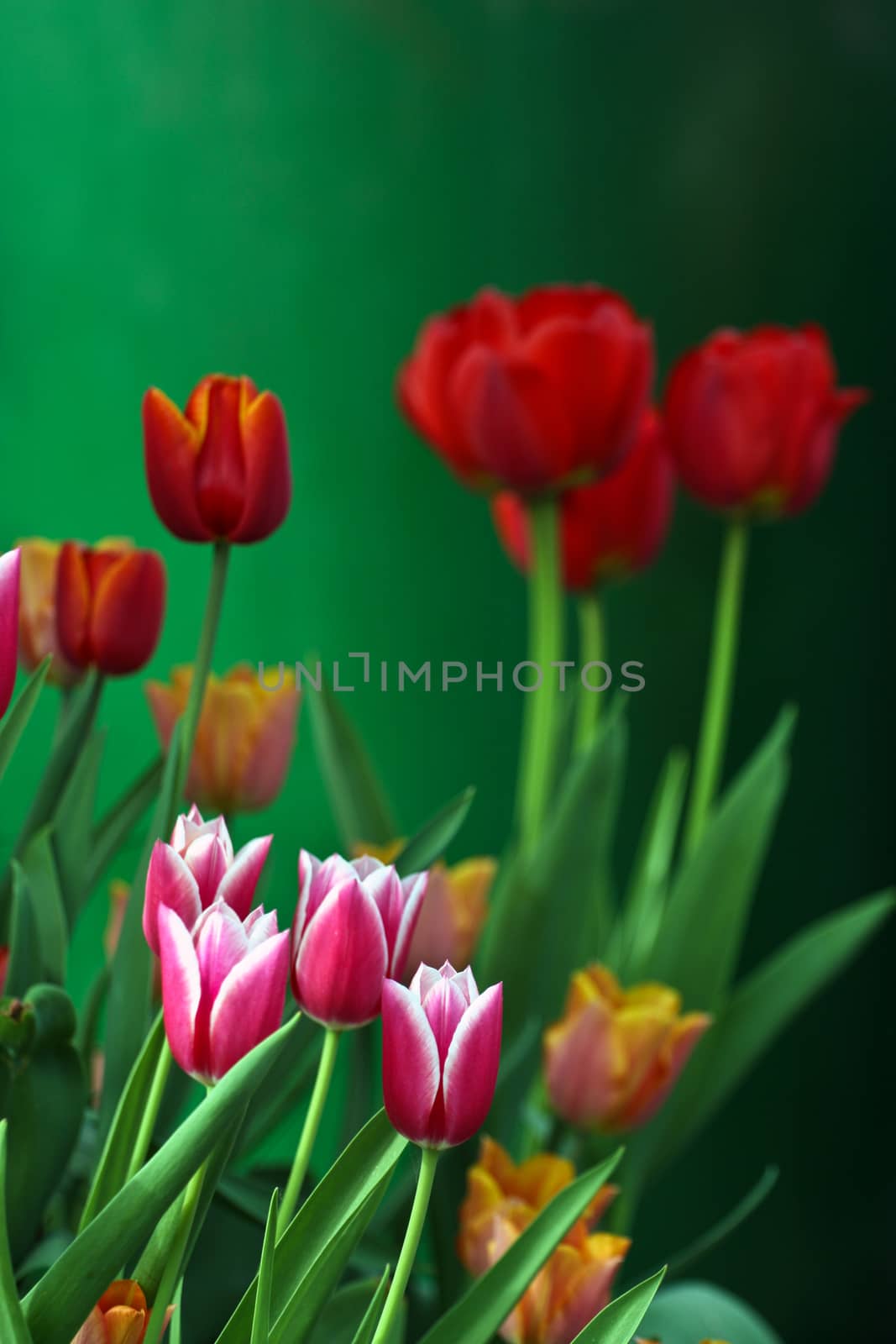 Tulips in a garden