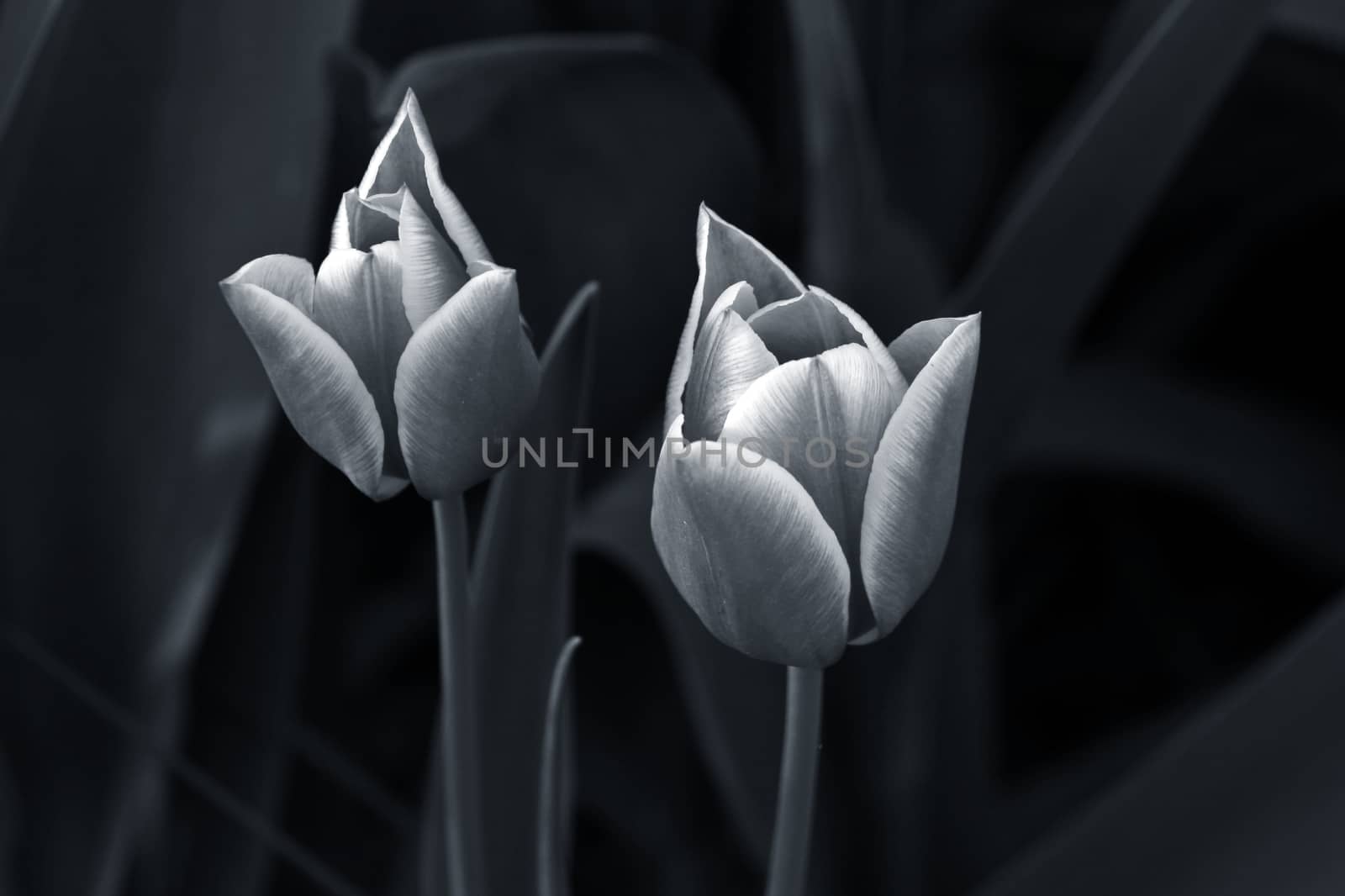 Tulips in a garden