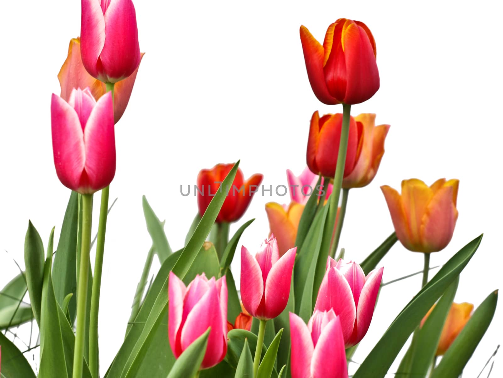 Tulips in a garden