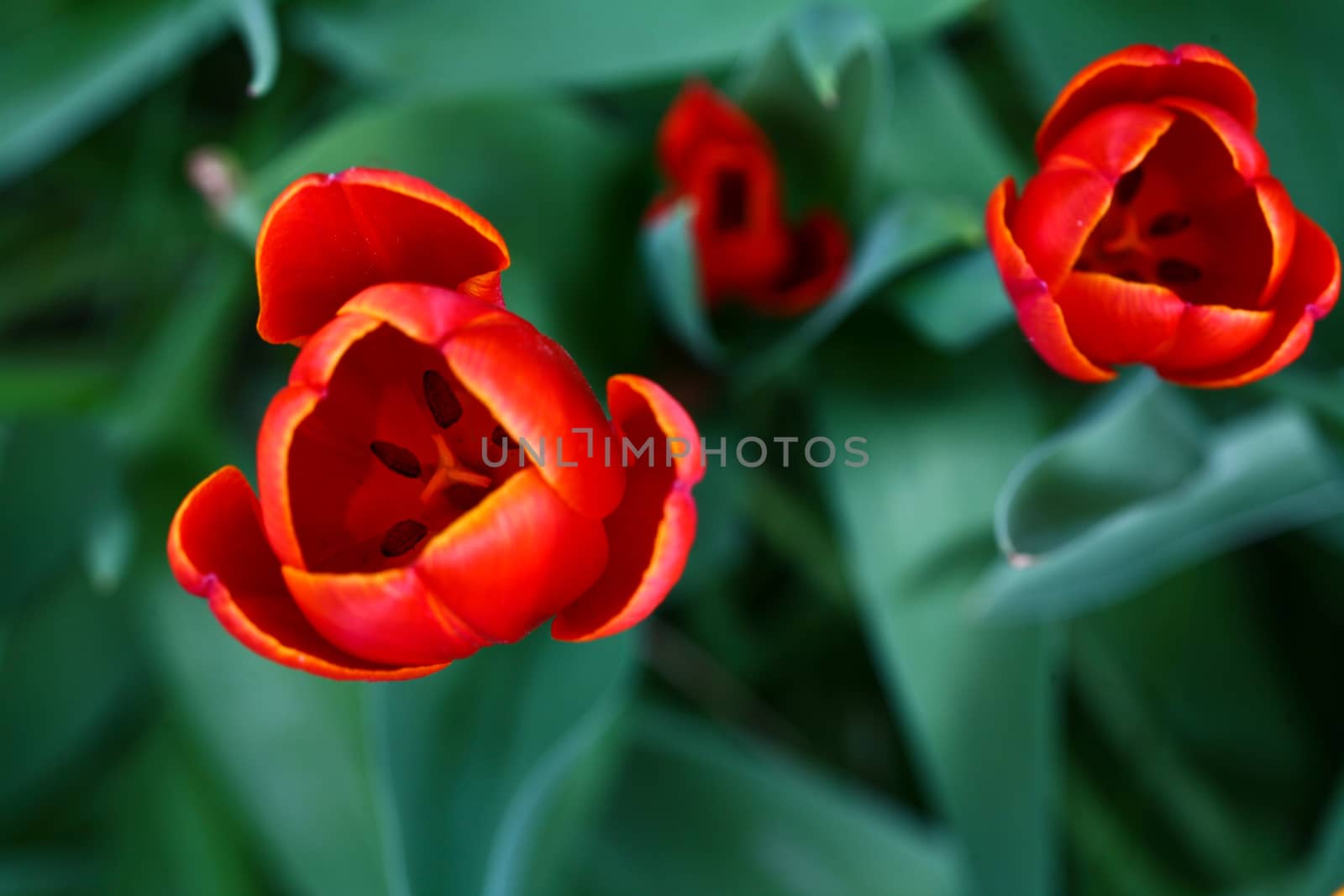 Tulips in a garden