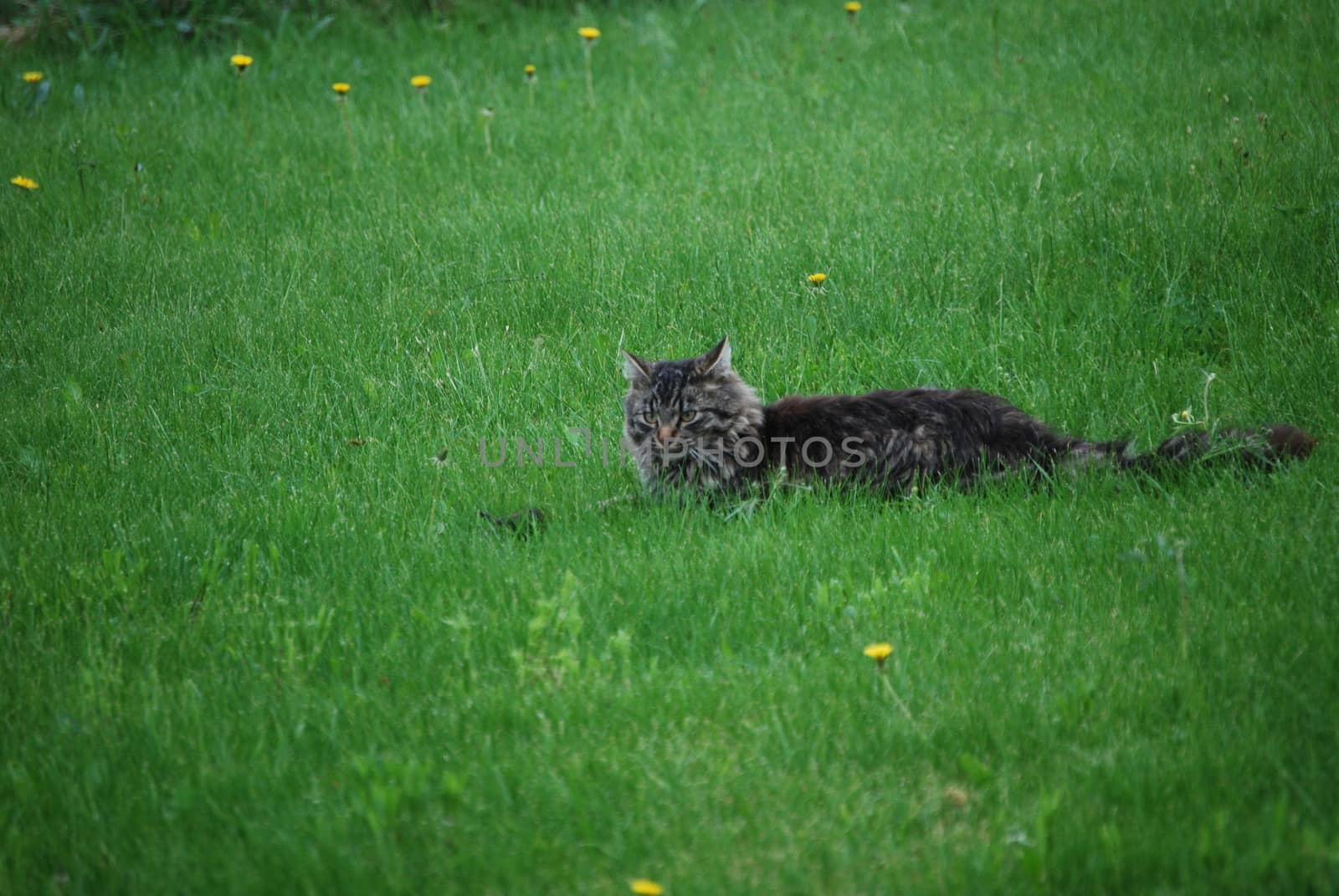 Cat playing with catch