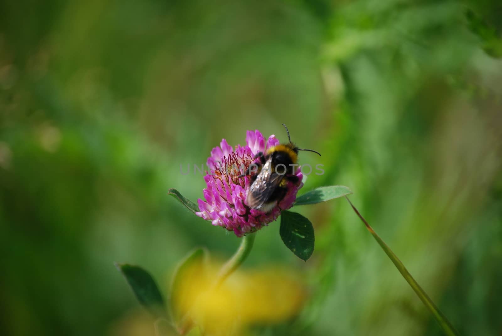 Bumblebee on flower