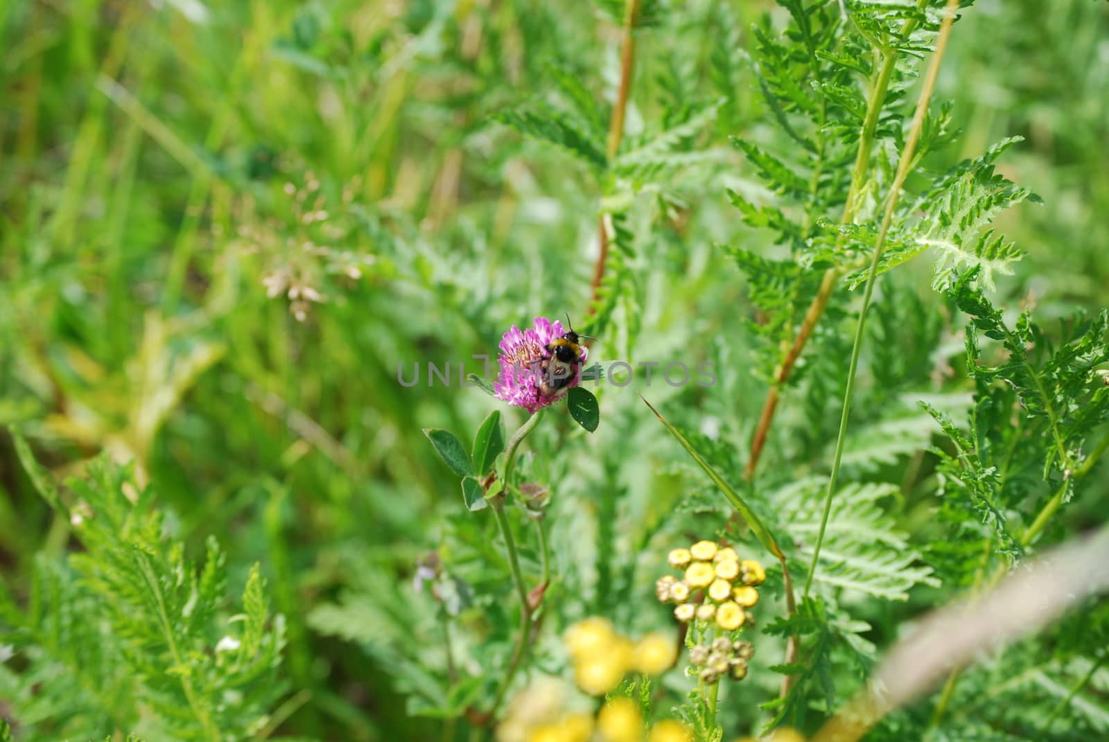 Bumblebee on flower