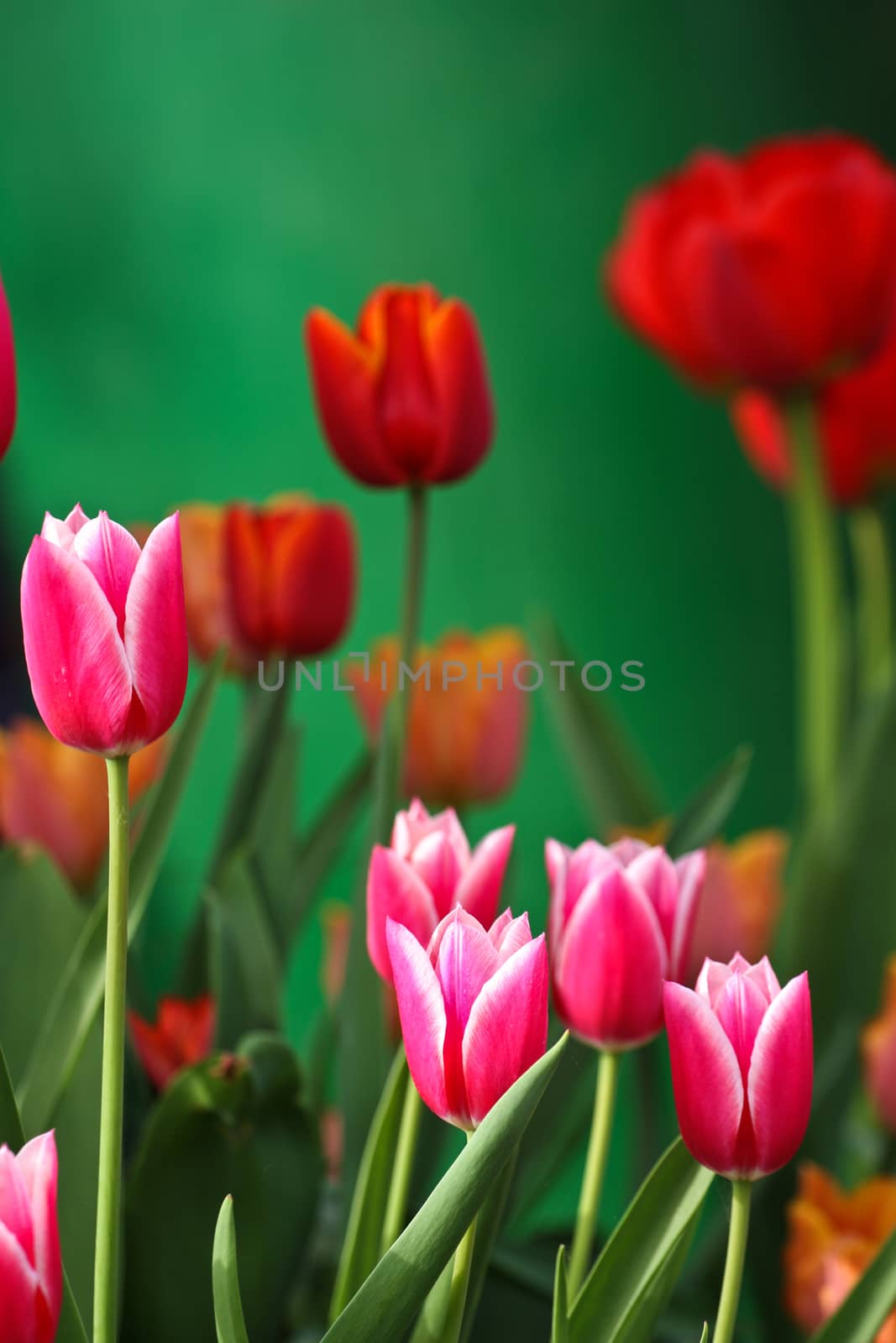 Tulips in a garden