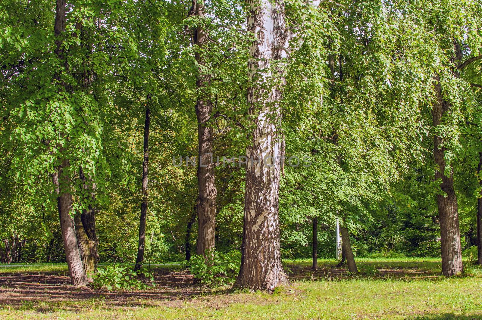 Landscape, Siberian Summer Forest with Birch and Aspen, Russia