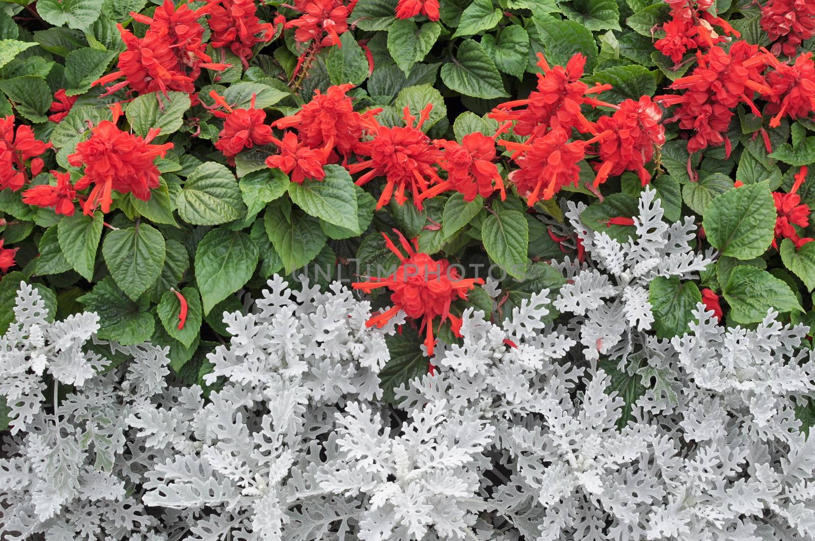 Ornamental Plants for Landscaping, Red Flowers and Green and White Leaves